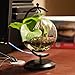 AUTOARK Glass Vase Plant Terrarium with Black Metal Stand,Ornament Display Stand,Office Desktop Potted Stand,Home & Office Decor Accent,1 Globe,APT-001