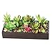 Collections Etc Faux Succulent Garden with Tray, Black