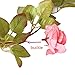 Felice Arts 2 Pack 11 Heads 7.2 Ft/pc Artificial Silk Fake Flowers Autumn Rose Vine Realistic Hanging Silk Rose Plants Wedding Home Party Arch Decor