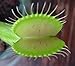 Venus Fly Trap Plant - Carnivorous - 3