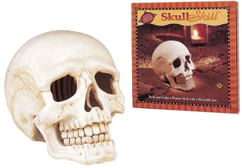 Download Skull Skill Human Skull