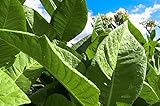 All Good Things Organic Seeds Tobacco Seed Collection: 6 Packets/6 Varieties: Shirazi Smoking, Virginia Smoking, Quadrivalvis, Sylvestris, Huichol, Rustica; ~350 seeds/packet