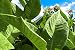 All Good Things Organic Seeds Tobacco Seed Collection: 6 Packets/6 Varieties: Shirazi Smoking, Virginia Smoking, Quadrivalvis, Sylvestris, Huichol, Rustica; ~350 seeds/packet