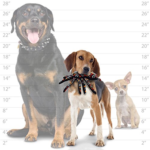 Tuffy Desert Tarantula