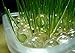 ViviPet Super Combo for Cats - Soil-Free Cat Grass Seeds Only (8 ounce about 6000+ seeds)