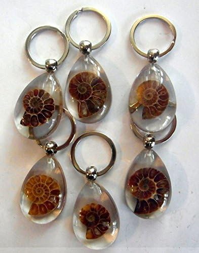 AMMONITE FOSSIL KEYCHAIN CLEAR KEYRING