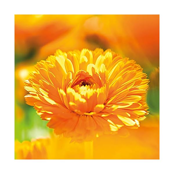 Weleda Baby Calendula Shampoo and Body Wash, 200 ml (Pack of 1)