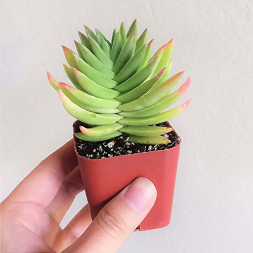 Crassula Capitella Red Pagoda Shark Tooth Plant Colorful Succulent (2'' + Plastic Pot)