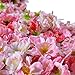 Cherry Blossom Flower Heads, Colorfulife Artificial Silk Flower Head Petals Bridal Shower Favors for Wedding Party Supplies Table Floor Decoration Centerpieces Home Decorative (100)