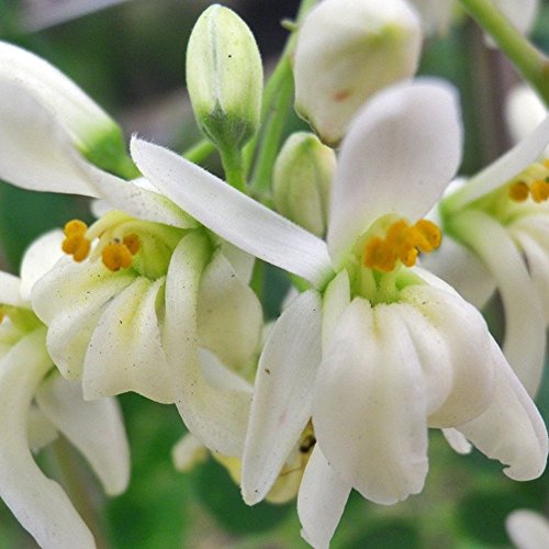 4 Moringa+drumstick+Organic+Chriss+garden