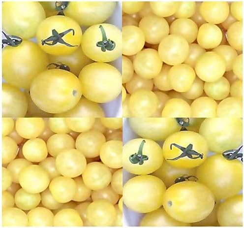 Verazui 20 x Rare White Cherry Tomato - Heirloom Tomato Seeds - Indeterminate 70-75 Days