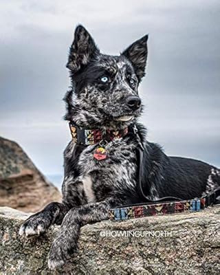 silicone dog tags amazon