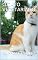 Livro O GATO VEGETARIANO