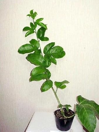 Amazon パッションフルーツ 苗木 くだものトケイソウ 果物