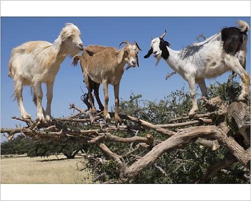 10x8 Print of North Africa, Morocco, road to Essaouira, goats climbing in Argan trees (12614117)