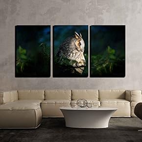 3 Piece Canvas Wall Art - Long-Eared Owl Sitting on The Branch in The Fallen Larch Forest During Autumn - Modern Home Art Stretched and Framed Ready to Hang - 16"x24"x3 Panels