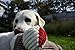 HuggleHounds Knottie Plush Dog Toy - Dog Stuffed Animal Toy, Squeaky Puppy Toys, for Small, Medium & Large Dogs, Durable Plush to Keep Them Busy - Stuey Sock Monkey, Large