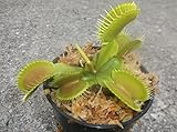 Medium Sized Pinnacle Giant Venus Flytrap - Fly Trap - (Dionaea Muscipula) Carnivorous Plant 3 inch pot