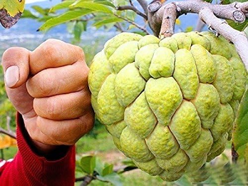 Ursal Natural garden plants Custard Apple Seeds - Pack of 5