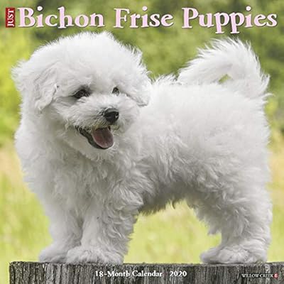 bichon frise breed dogs