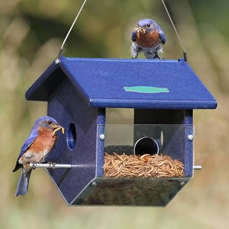 Duncraft Easy View Mealworm Bluebird Bird Feeder Amazon Ca Patio