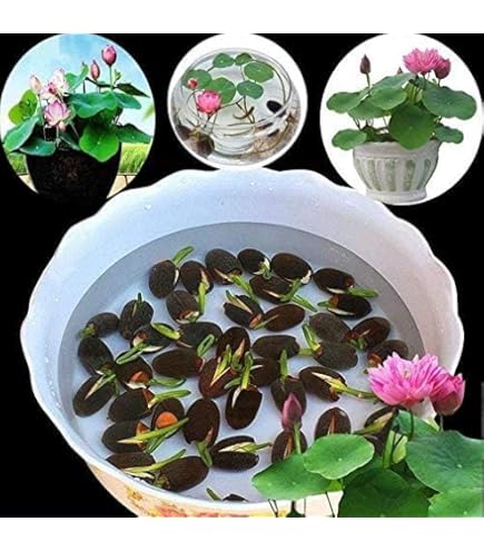 Amazon.com : Lotus Seeds for Planting - Great for Koi Pond, Aquatic Plant,  Water Lily (20 Seeds) : Patio, Lawn & Garden