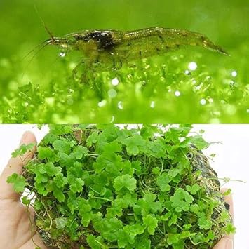 Amazon エビ 水草 育成済 オーストラリアン ノチドメ付き風山石 ｍサイズ ミナミヌマエビ付 北海道 九州 沖縄航空便要保温 Charm チャーム 観賞魚 水中生物 通販