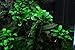 Anubias Petite On Driftwood | Aquarium Plants Factory