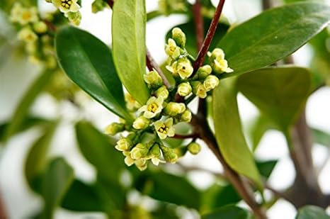 Amazon モクレイシ 木茘枝 スリット鉢苗庭木 常緑樹 低木 生垣 シンボルツリー 植木 西濃運輸お届け 北海道 沖縄 離島不可 庭木 常緑樹 植木