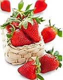 Eversweet Strawberry 315 Seeds + 1 Free Plant Marker - Large, Sweet Strawberries for 3 Seasons