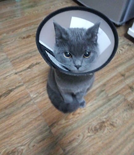 Recovery Pet Cone E-Collar for Cats Puppy Rabbit, Plastic Elizabeth Protective Collar Anti-Bite Lick Wound Healing Safety Practical Neck Cover, Small Size 6#, Neck Circumference 7" HP-005