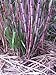 Fresh Sugarcane Sticks (Pack of 6 Sticks of Appx 10