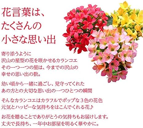 Amazon ハッピーガーデン 敬老の日ギフト カランコエ ３色植え 鉢植え ミックスカラー 1鉢 5号 観葉植物 オンライン通販