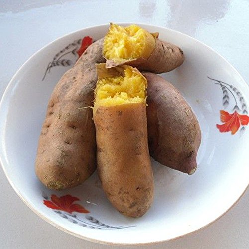 buyanputra 10Pcs Sweet Potato Seeds, Vegetable Planting Starter Fresh Fruit Seed Home Plant