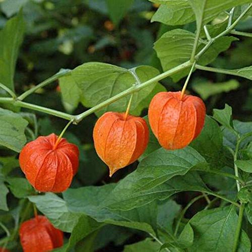 Mggsndi 60Pcs Physalis Alkekengi Seeds Garden Fruit Growing Yard Bonsai Decor Plant - Heirloom Non GMO - Seeds for Planting an Indoor and Outdoor Garden Red Physalis Alkekengi