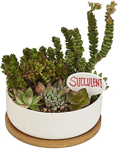 Planter Pot Indoor, Flowerplus 6.3 Inch Medium White Ceramic Round Succulent Cactus Flower Plant Holder Bowl with Bamboo Tray and Little Plants Sign for Indoors Outdoor Home Garden Kitchen Decor