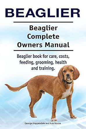 beaglier dog
