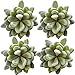 Neomark Tyoungg 4 Pack Flocked Green Artificial Succulent Cactus Plants Echeveria Unpotted Long Stem for Wreath Making Wedding Bouquet Making 3.33”Wide x 5”Tall