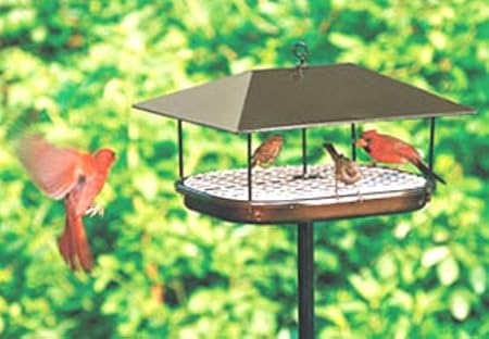 Amazon Com Duncraft 169 Squirrel Proof Pavillion Platform Feeder