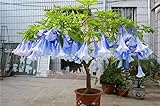 100 pcs/bag brugmansia datura seeds, dwarf brugmansia Angel Trumpets bonsai flower seeds,rare potted plant for home garden 15