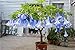 100 pcs/bag brugmansia datura seeds, dwarf brugmansia Angel Trumpets bonsai flower seeds,rare potted plant for home garden 15