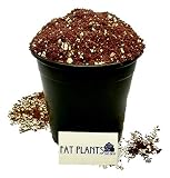 Fat Plants San Diego Premium Cacti and Succulent Soil with Nutrients