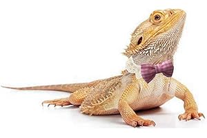HAICHEN TEC Lizard Bearded Dragons Stretchy Pink White Plaid Bowtie with Elastic Lace Decor Handmade Bowknot Collar Bandanas Costume Reptile Apparel Photo Gift Lizard Clothes Accessories for Bearded Dragon