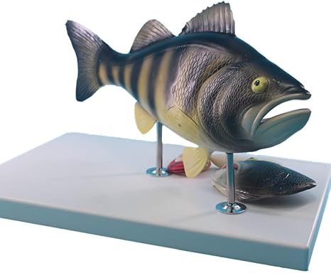 Amazon Co Jp 魚の解剖モデル 水産養殖の科学教育実験モデル 生物動物モデル ホーム キッチン Amazon Co Jp 魚の解剖モデル 水産養殖の科学教育実験モデル 生物動物モデル ホーム キッチン
