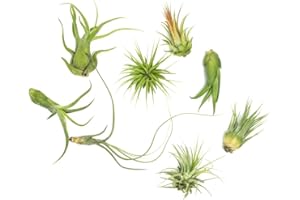 Air Plant Low Light House Plants Box (8PK) Tillandsia Air Plants Live Houseplants Live Indoor Plants Live Succulents Plants Live Terrarium Plants Live, Air Plant Holder Airplant Kit by Plants for Pets