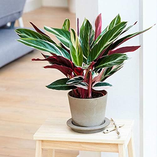 Amazing Tricolor Prayer Plant Stromanthe Triostar Home Office Garden Flower