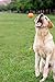 Arospa Colorful Super Bouncy Rubber Dog Fetch Ball 5 Colors/Pack (Colorful)
