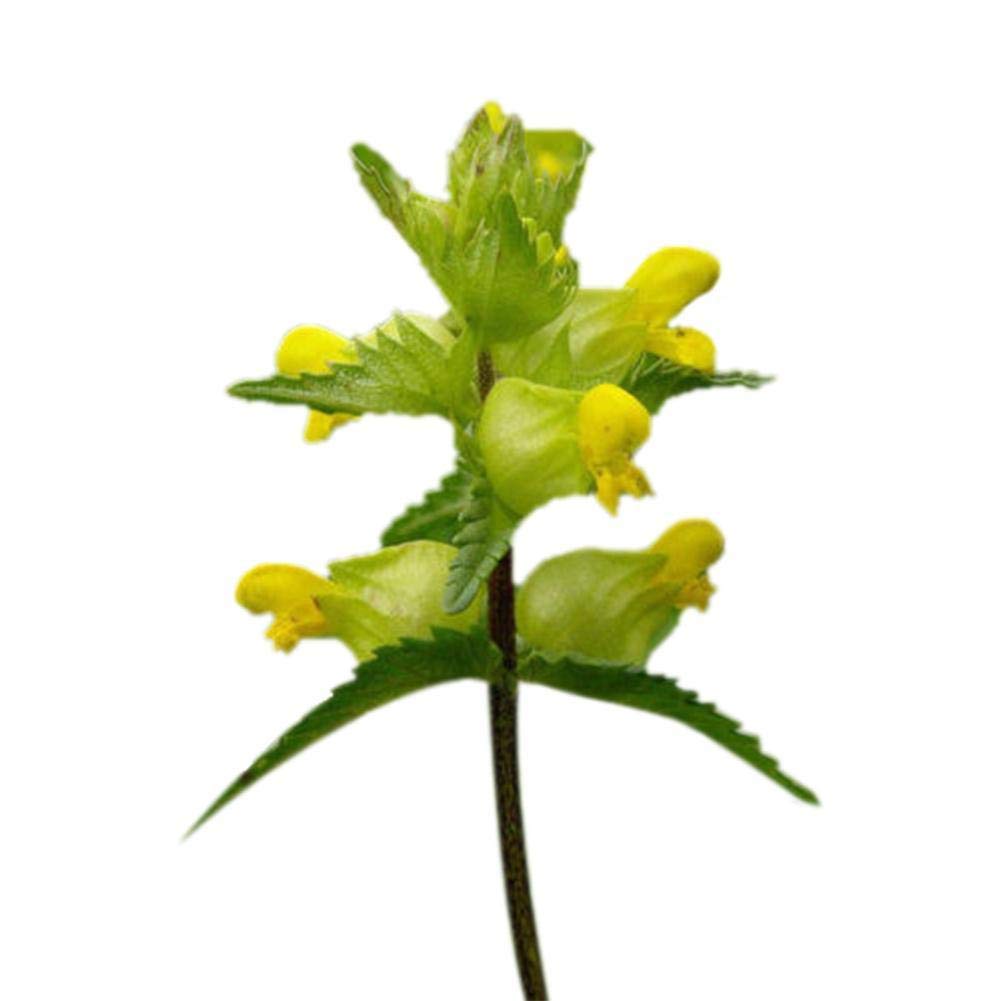 PREMIER SEEDS DIRECT - Yellow Rattle - 2 Grams, Approx 600 Seeds