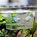 GUAngqi Aquarium Fish Tank Guppy Double Breeding Breeder Rearing Trap Box Hatchery