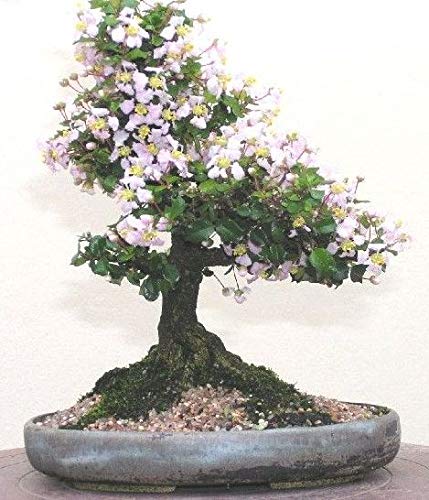 Green Paradise malpighia coccigera sapling plant for bonsai